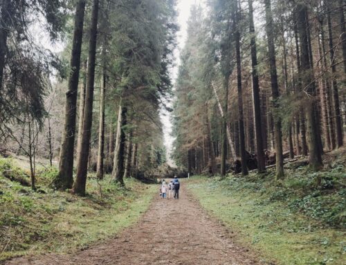 Dalby Forest