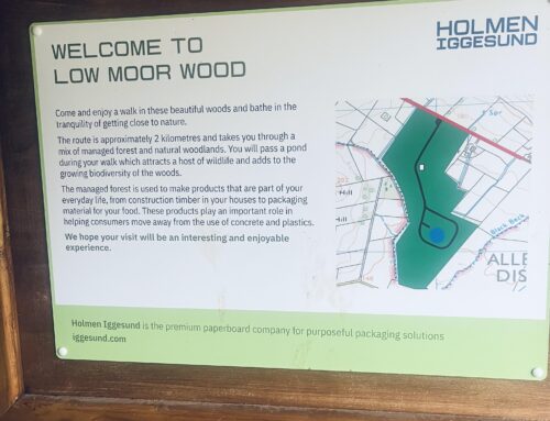 Low Moor Woods, near Bothel