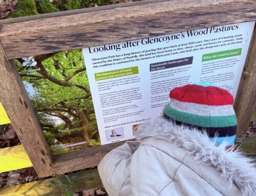 Glencoyne to Aira Force Trail